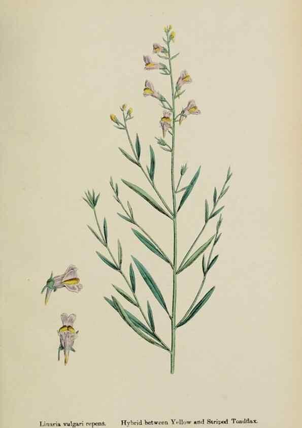 Reproducción/Reproduction 48718085772: English botany, or, Coloured figures of British plants /. London :R. Hardwicke,1863-1886.. 