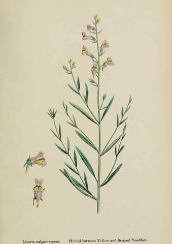 Reproducción/Reproduction 48718085772: English botany, or, Coloured figures of British plants /. London :R. Hardwicke,1863-1886.. 