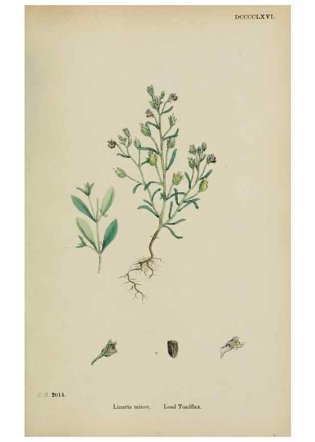 Reproducción/Reproduction 48717578393: English botany, or, Coloured figures of British plants /. London :R. Hardwicke,1863-1886.. 