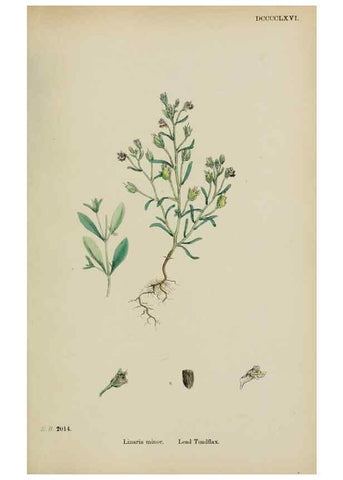 Reproducción/Reproduction 48717578393: English botany, or, Coloured figures of British plants /. London :R. Hardwicke,1863-1886.. 