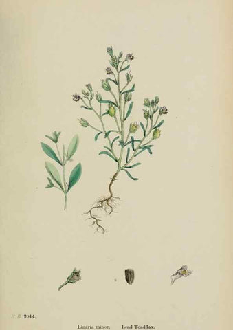 Reproducción/Reproduction 48717578393: English botany, or, Coloured figures of British plants /. London :R. Hardwicke,1863-1886.. 