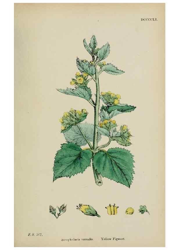 Reproducción/Reproduction 48717573578: English botany, or, Coloured figures of British plants /. London :R. Hardwicke,1863-1886.. 