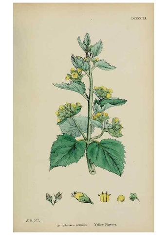Reproducción/Reproduction 48717573578: English botany, or, Coloured figures of British plants /. London :R. Hardwicke,1863-1886.. 