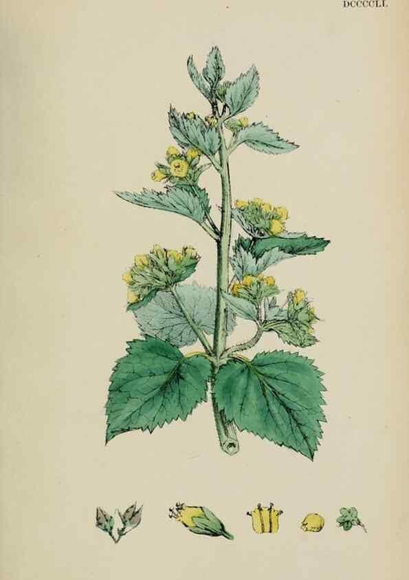 Reproducción/Reproduction 48717573578: English botany, or, Coloured figures of British plants /. London :R. Hardwicke,1863-1886.. 