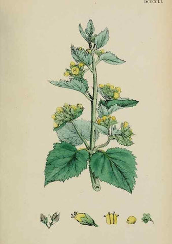 Reproducción/Reproduction 48717573578: English botany, or, Coloured figures of British plants /. London :R. Hardwicke,1863-1886.. 