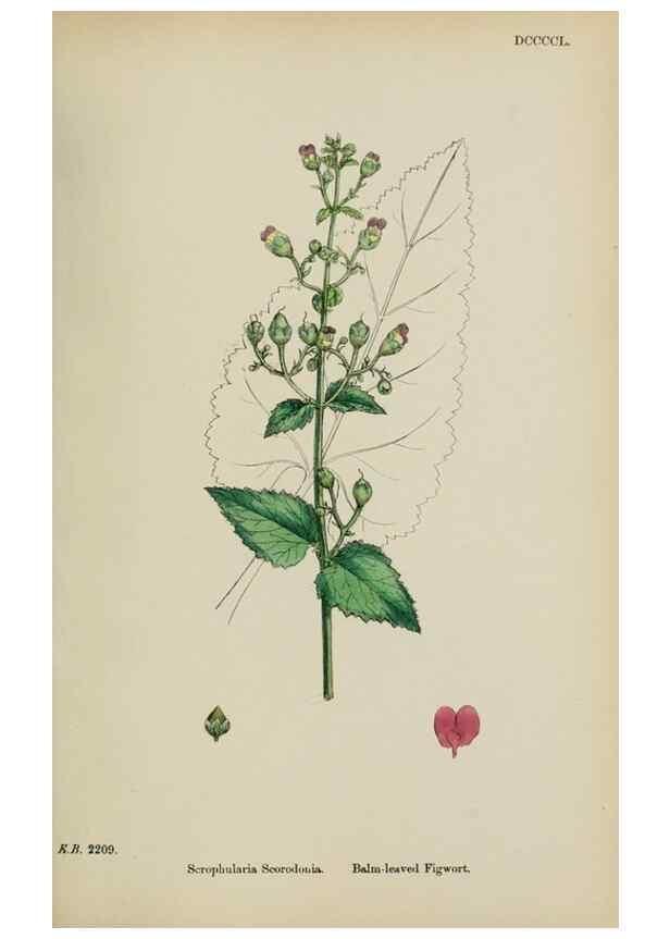 Reproducción/Reproduction 48717573223: English botany, or, Coloured figures of British plants /. London :R. Hardwicke,1863-1886.. 