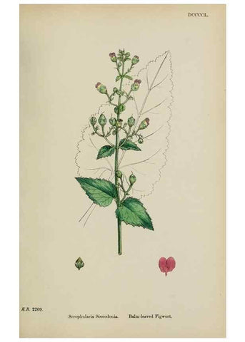 Reproducción/Reproduction 48717573223: English botany, or, Coloured figures of British plants /. London :R. Hardwicke,1863-1886.. 