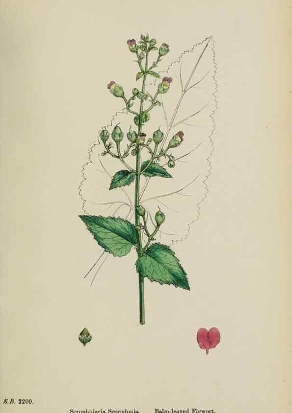 Reproducción/Reproduction 48717573223: English botany, or, Coloured figures of British plants /. London :R. Hardwicke,1863-1886.. 