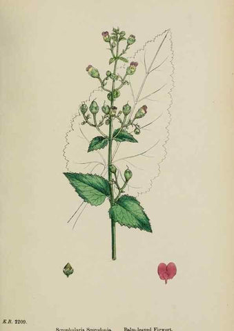 Reproducción/Reproduction 48717573223: English botany, or, Coloured figures of British plants /. London :R. Hardwicke,1863-1886.. 
