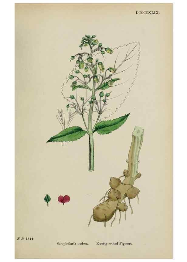 Reproducción/Reproduction 48717909581: English botany, or, Coloured figures of British plants /. London :R. Hardwicke,1863-1886.. 