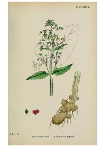Reproducción/Reproduction 48717909581: English botany, or, Coloured figures of British plants /. London :R. Hardwicke,1863-1886.. 