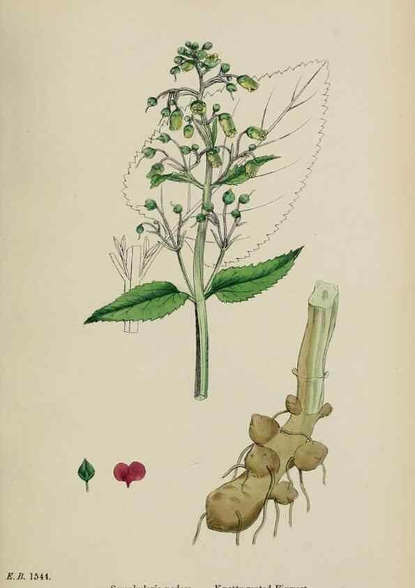 Reproducción/Reproduction 48717909581: English botany, or, Coloured figures of British plants /. London :R. Hardwicke,1863-1886.. 