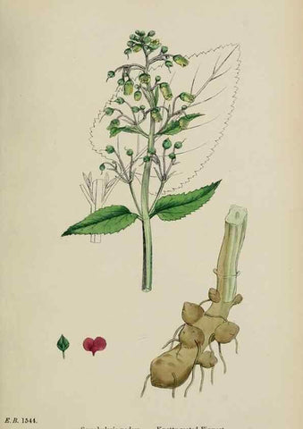 Reproducción/Reproduction 48717909581: English botany, or, Coloured figures of British plants /. London :R. Hardwicke,1863-1886.. 