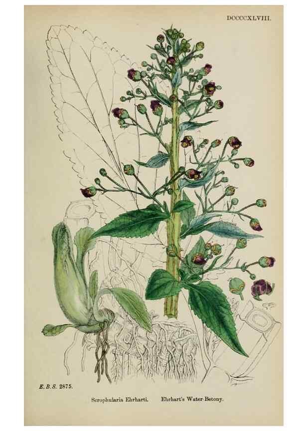 Reproducción/Reproduction 48717572618: English botany, or, Coloured figures of British plants /. London :R. Hardwicke,1863-1886.. 