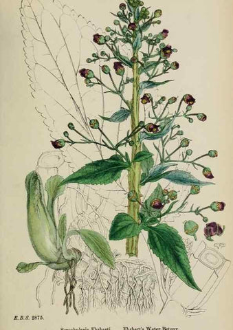 Reproducción/Reproduction 48717572618: English botany, or, Coloured figures of British plants /. London :R. Hardwicke,1863-1886.. 