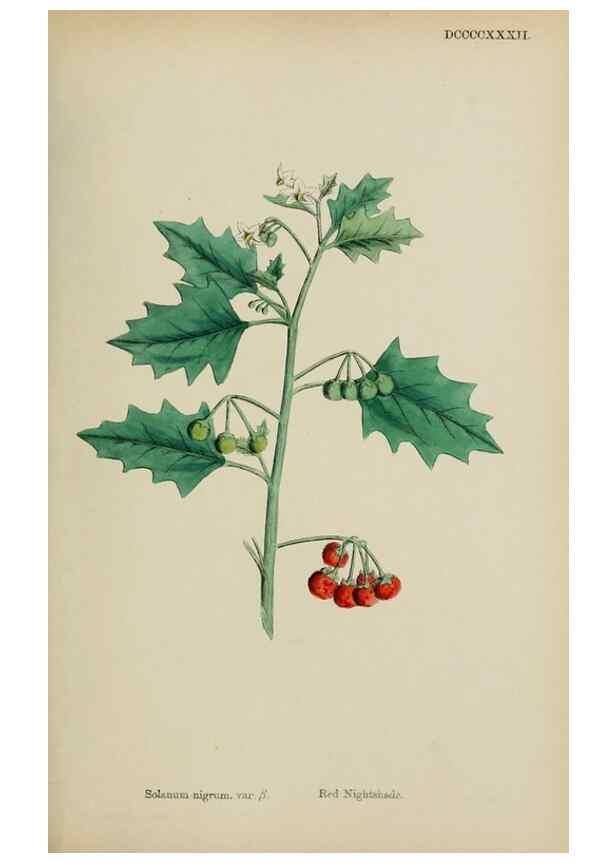 Reproducción/Reproduction 48717904031: English botany, or, Coloured figures of British plants /. London :R. Hardwicke,1863-1886.. 