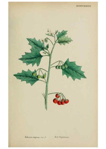Reproducción/Reproduction 48717904031: English botany, or, Coloured figures of British plants /. London :R. Hardwicke,1863-1886.. 