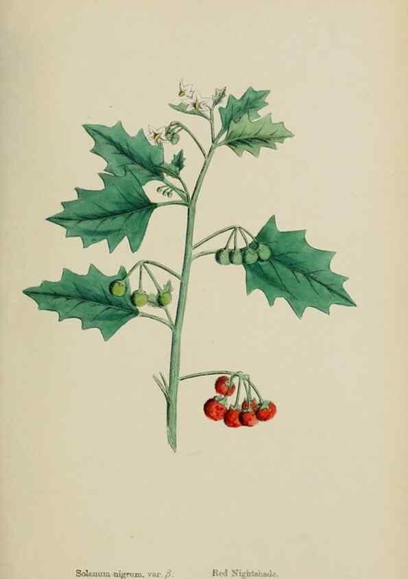 Reproducción/Reproduction 48717904031: English botany, or, Coloured figures of British plants /. London :R. Hardwicke,1863-1886.. 