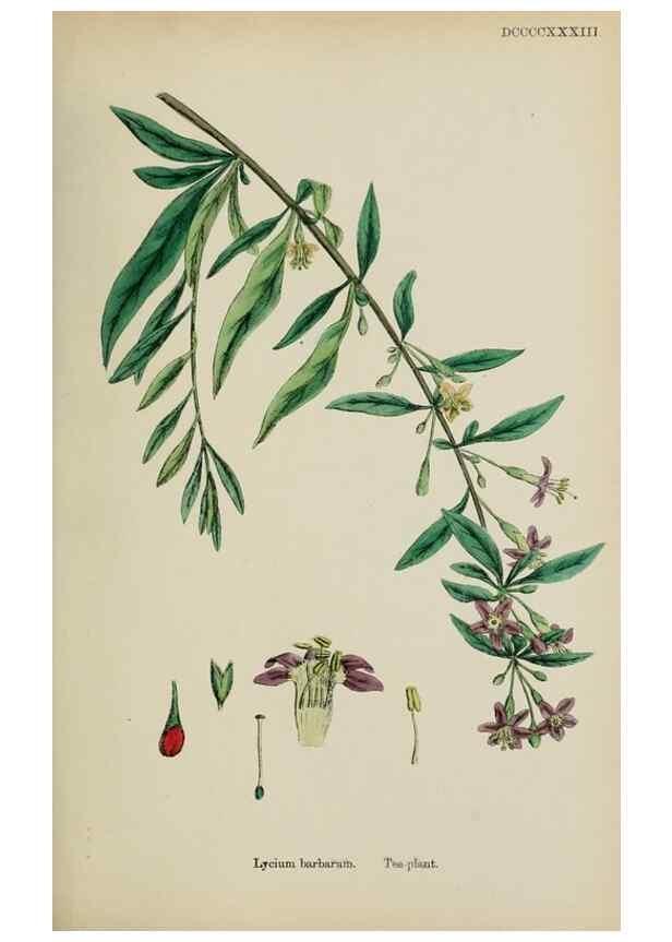 Reproducción/Reproduction 48717568088: English botany, or, Coloured figures of British plants /. London :R. Hardwicke,1863-1886.. 