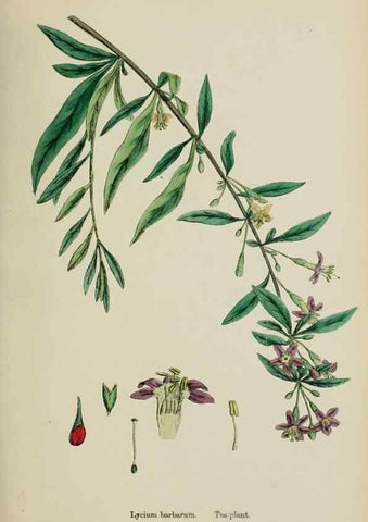 Reproducción/Reproduction 48717568088: English botany, or, Coloured figures of British plants /. London :R. Hardwicke,1863-1886.. 
