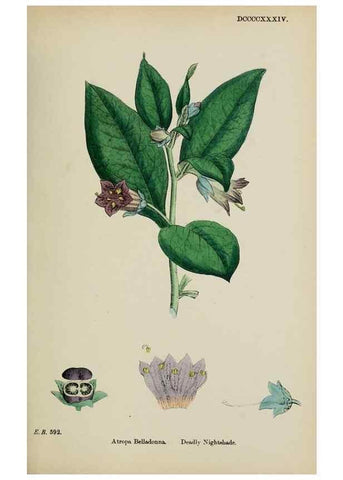 Reproducción/Reproduction 48717904911: English botany, or, Coloured figures of British plants /. London :R. Hardwicke,1863-1886.. 