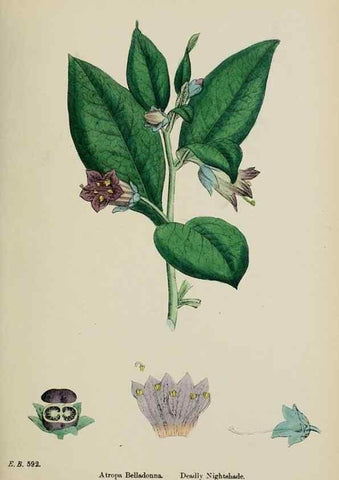 Reproducción/Reproduction 48717904911: English botany, or, Coloured figures of British plants /. London :R. Hardwicke,1863-1886.. 