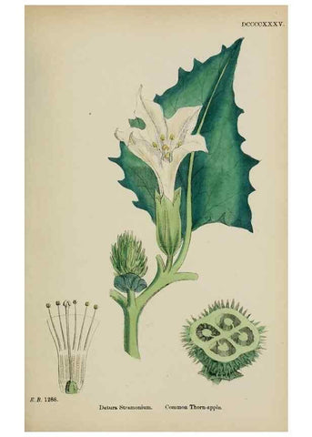 Reproducción/Reproduction 48718076162: English botany, or, Coloured figures of British plants /. London :R. Hardwicke,1863-1886.. 