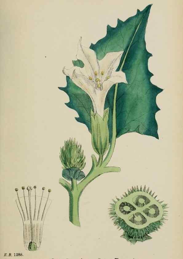 Reproducción/Reproduction 48718076162: English botany, or, Coloured figures of British plants /. London :R. Hardwicke,1863-1886.. 