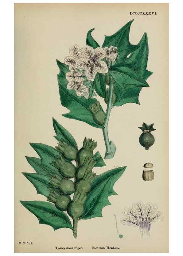 Reproducción/Reproduction 48717905576: English botany, or, Coloured figures of British plants /. London :R. Hardwicke,1863-1886.. 