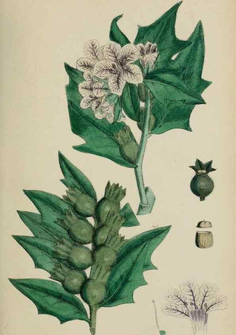 Reproducción/Reproduction 48717905576: English botany, or, Coloured figures of British plants /. London :R. Hardwicke,1863-1886.. 