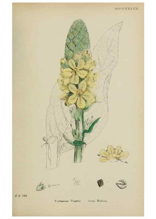 Reproducción/Reproduction 48717905941: English botany, or, Coloured figures of British plants /. London :R. Hardwicke,1863-1886.. 