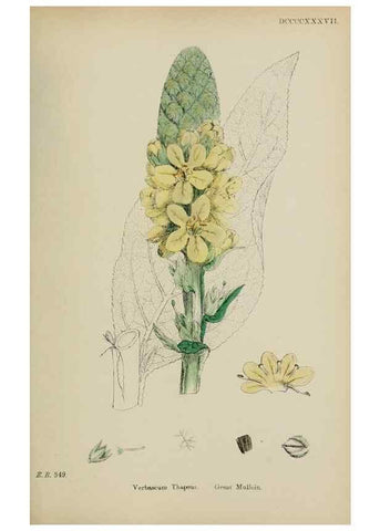 Reproducción/Reproduction 48717905941: English botany, or, Coloured figures of British plants /. London :R. Hardwicke,1863-1886.. 