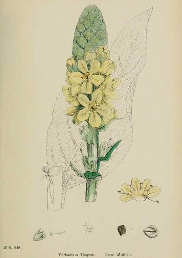 Reproducción/Reproduction 48717905941: English botany, or, Coloured figures of British plants /. London :R. Hardwicke,1863-1886.. 