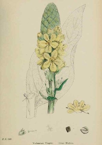 Reproducción/Reproduction 48717905941: English botany, or, Coloured figures of British plants /. London :R. Hardwicke,1863-1886.. 