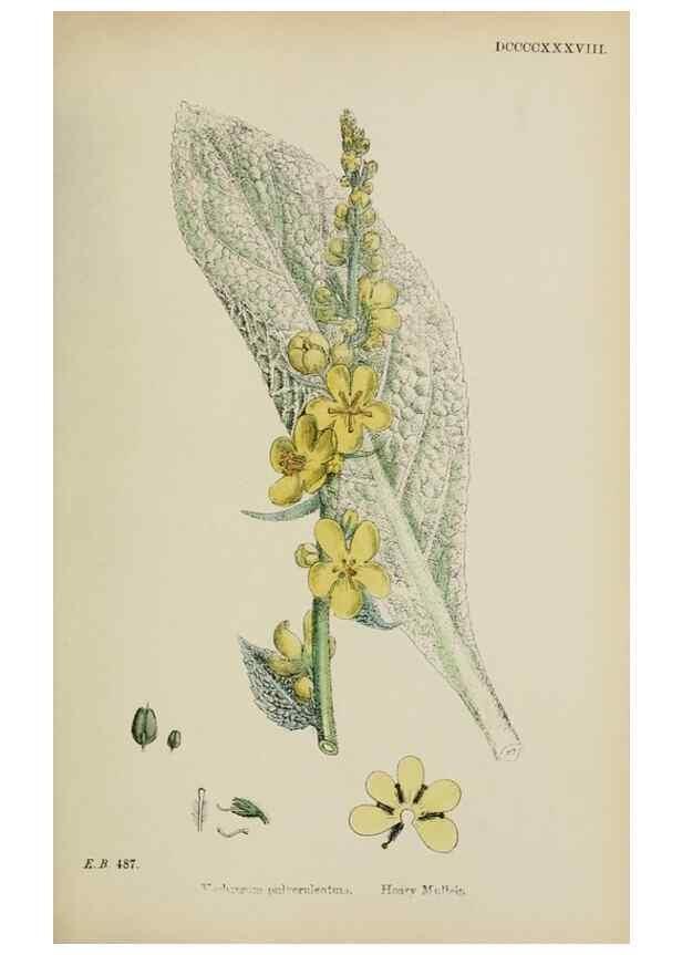 Reproducción/Reproduction 48717906201: English botany, or, Coloured figures of British plants /. London :R. Hardwicke,1863-1886.. 