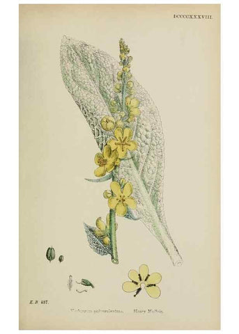 Reproducción/Reproduction 48717906201: English botany, or, Coloured figures of British plants /. London :R. Hardwicke,1863-1886.. 