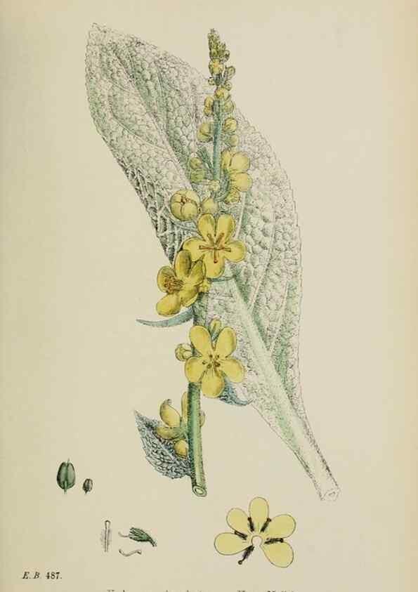 Reproducción/Reproduction 48717906201: English botany, or, Coloured figures of British plants /. London :R. Hardwicke,1863-1886.. 