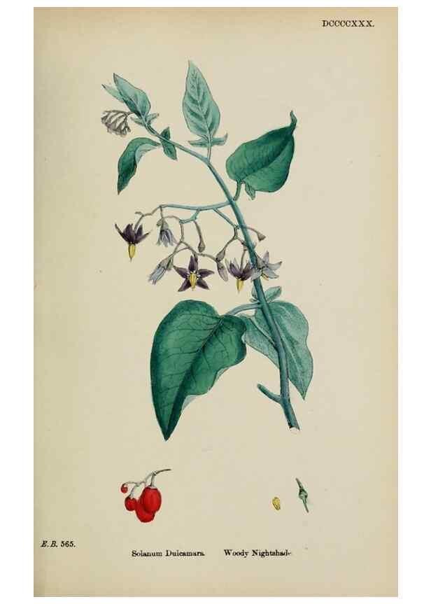 Reproducción/Reproduction 48718074347: English botany, or, Coloured figures of British plants /. London :R. Hardwicke,1863-1886.. 