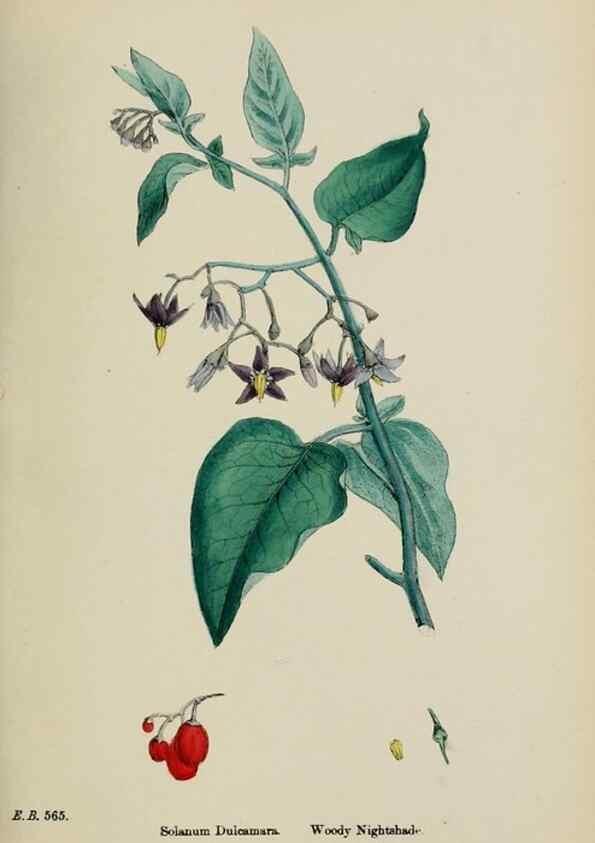 Reproducción/Reproduction 48718074347: English botany, or, Coloured figures of British plants /. London :R. Hardwicke,1863-1886.. 