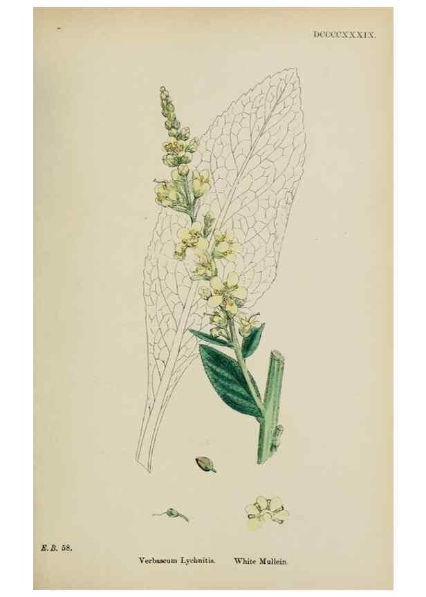 Reproducción/Reproduction 48718077352: English botany, or, Coloured figures of British plants /. London :R. Hardwicke,1863-1886.. 