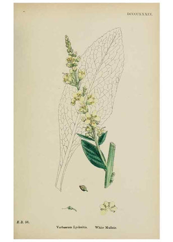 Reproducción/Reproduction 48718077352: English botany, or, Coloured figures of British plants /. London :R. Hardwicke,1863-1886.. 