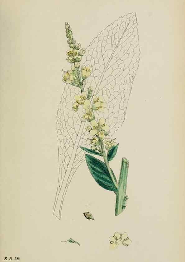 Reproducción/Reproduction 48718077352: English botany, or, Coloured figures of British plants /. London :R. Hardwicke,1863-1886.. 