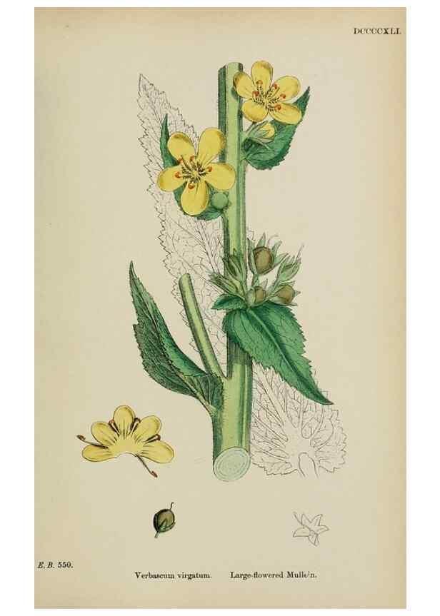 Reproducción/Reproduction 48717570448: English botany, or, Coloured figures of British plants /. London :R. Hardwicke,1863-1886.. 