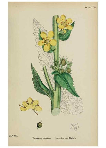 Reproducción/Reproduction 48717570448: English botany, or, Coloured figures of British plants /. London :R. Hardwicke,1863-1886.. 