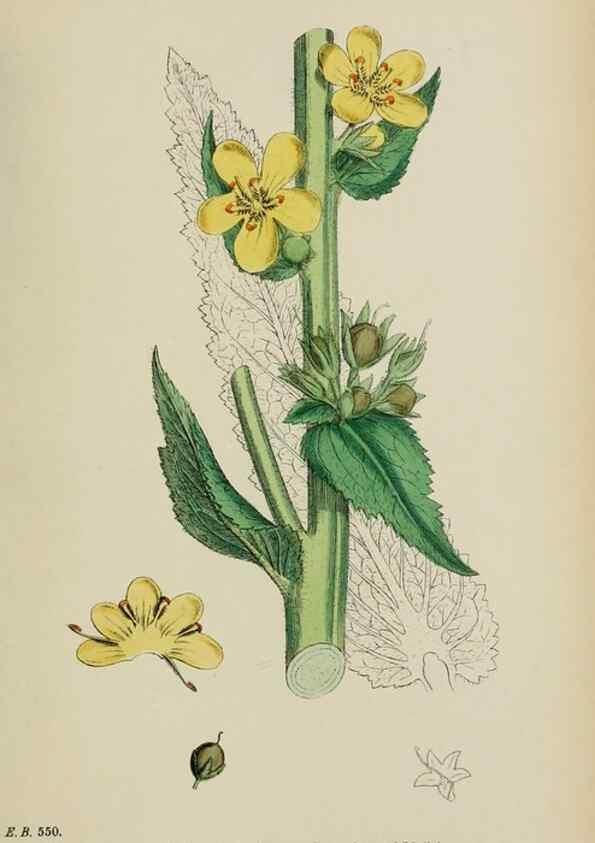 Reproducción/Reproduction 48717570448: English botany, or, Coloured figures of British plants /. London :R. Hardwicke,1863-1886.. 