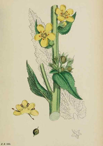 Reproducción/Reproduction 48717570448: English botany, or, Coloured figures of British plants /. London :R. Hardwicke,1863-1886.. 
