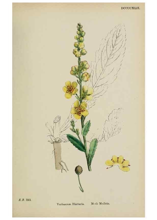 Reproducción/Reproduction 48718078242: English botany, or, Coloured figures of British plants /. London :R. Hardwicke,1863-1886.. 
