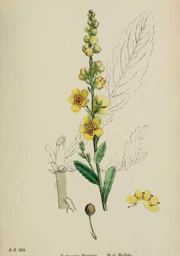 Reproducción/Reproduction 48718078242: English botany, or, Coloured figures of British plants /. London :R. Hardwicke,1863-1886.. 