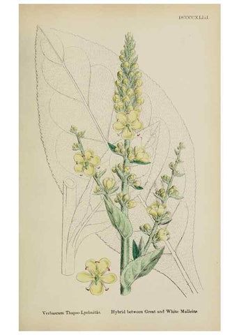 Reproducción/Reproduction 48718078542: English botany, or, Coloured figures of British plants /. London :R. Hardwicke,1863-1886.. 