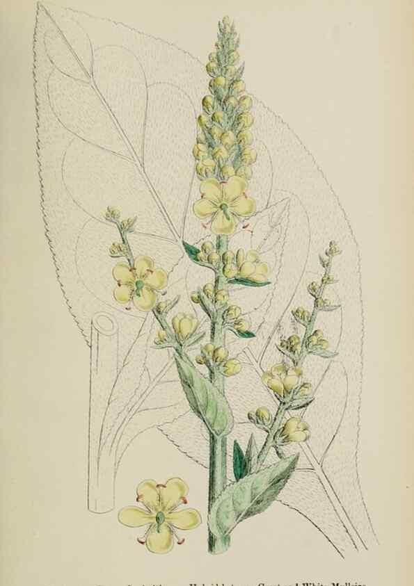Reproducción/Reproduction 48718078542: English botany, or, Coloured figures of British plants /. London :R. Hardwicke,1863-1886.. 